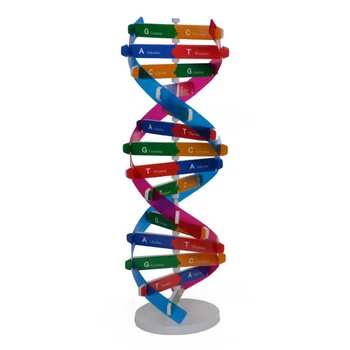 Пластиковая игрушка для раннего обучения Человеческие гены ДНК двойная спираль Научные обучающие модели обучающие инструменты для детей тестовый набор